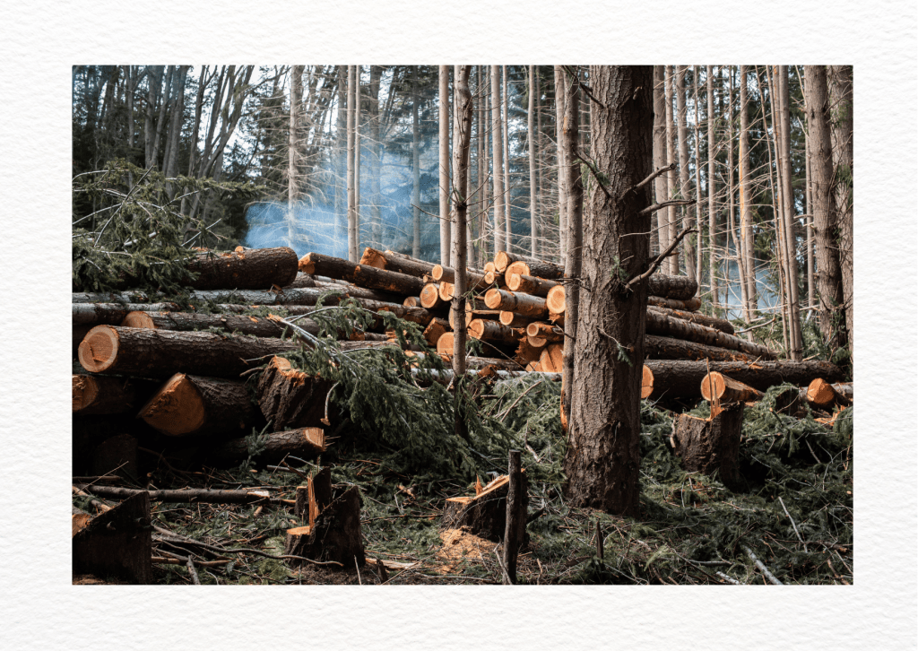 The EU Deforestation Regulation (EUDR) – the 2023 Regulations, the 2025 targeted revisions, and the compliance concerns